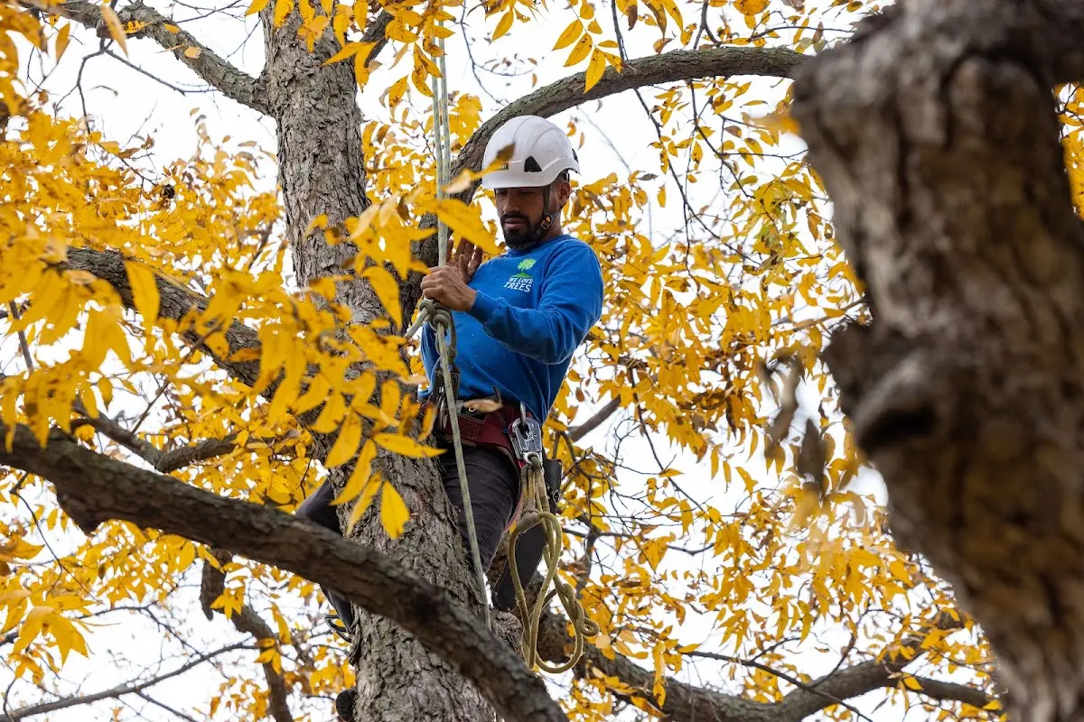 Skilled Tree Pruning crew working in Winslow
